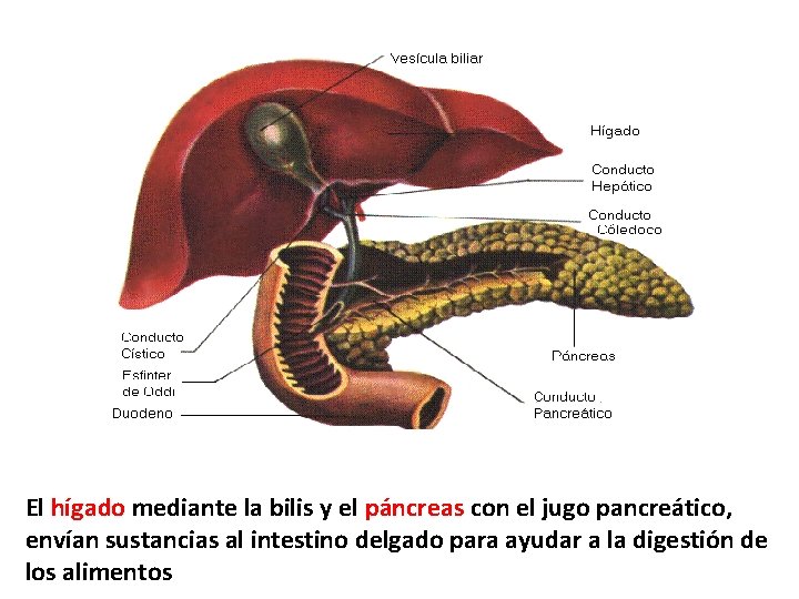 HIGADO (BILIS) El hígado mediante la bilis y el páncreas con el jugo pancreático, HIGADO (BILIS) El hígado mediante la bilis y el páncreas con el jugo pancreático,