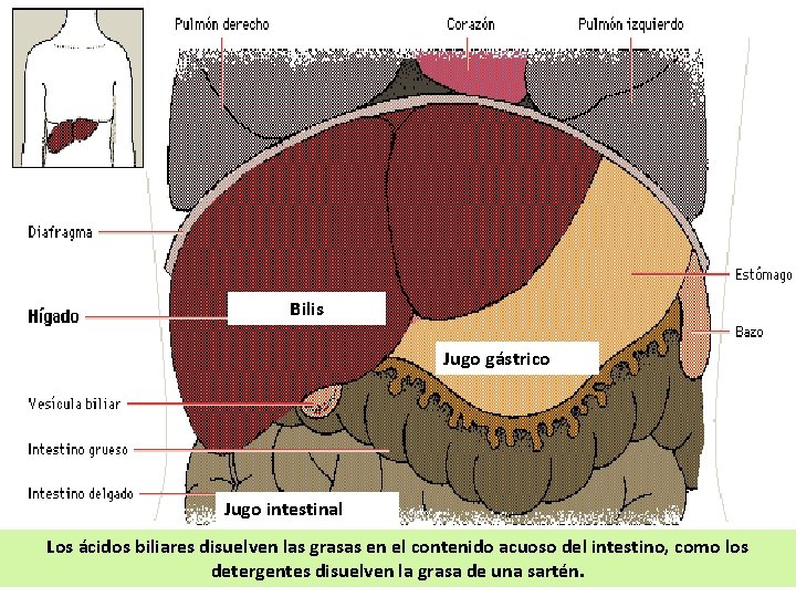 Bilis Jugo gástrico Jugo intestinal Los ácidos biliares disuelven las grasas en el contenido Bilis Jugo gástrico Jugo intestinal Los ácidos biliares disuelven las grasas en el contenido