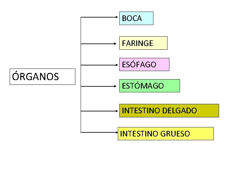 BOCA FARINGE ÓRGANOS ESÓFAGO ESTÓMAGO INTESTINO DELGADO INTESTINO GRUESO BOCA FARINGE ÓRGANOS ESÓFAGO ESTÓMAGO INTESTINO DELGADO INTESTINO GRUESO