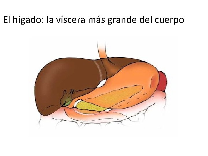El hígado: la víscera más grande del cuerpo El hígado: la víscera más grande del cuerpo