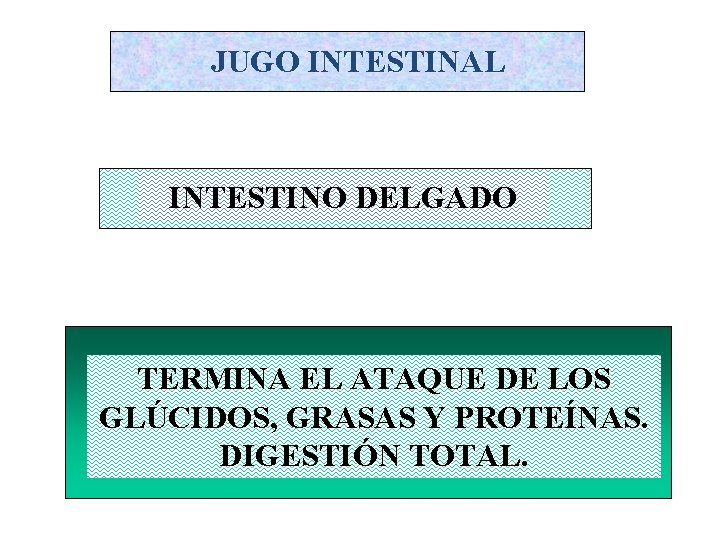 JUGO INTESTINAL INTESTINO DELGADO TERMINA EL ATAQUE DE LOS GLÚCIDOS, GRASAS Y PROTEÍNAS. DIGESTIÓN JUGO INTESTINAL INTESTINO DELGADO TERMINA EL ATAQUE DE LOS GLÚCIDOS, GRASAS Y PROTEÍNAS. DIGESTIÓN