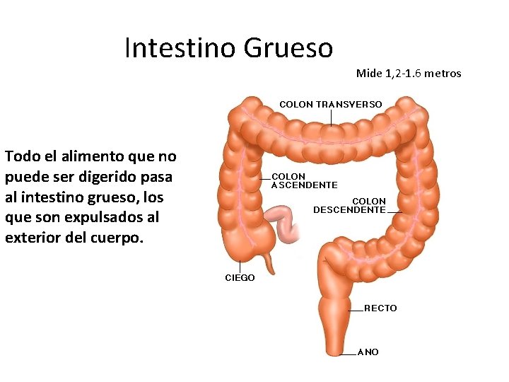 Intestino Grueso Todo el alimento que no puede ser digerido pasa al intestino grueso, Intestino Grueso Todo el alimento que no puede ser digerido pasa al intestino grueso,