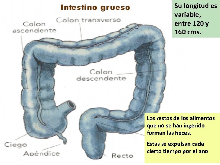 Su longitud es variable, entre 120 y 160 cms. Los restos de los alimentos Su longitud es variable, entre 120 y 160 cms. Los restos de los alimentos
