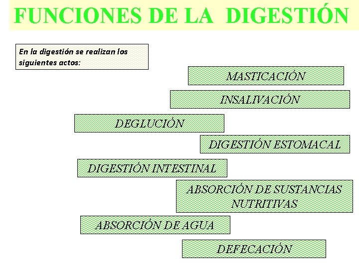 FUNCIONES DE LA DIGESTIÓN En la digestión se realizan los siguientes actos: MASTICACIÓN INSALIVACIÓN FUNCIONES DE LA DIGESTIÓN En la digestión se realizan los siguientes actos: MASTICACIÓN INSALIVACIÓN