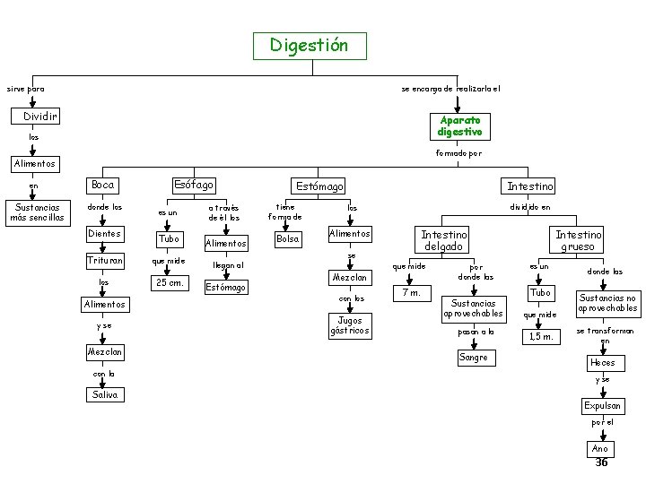Digestión sirve para se encarga de realizarla el Dividir Aparato digestivo los formado por Digestión sirve para se encarga de realizarla el Dividir Aparato digestivo los formado por