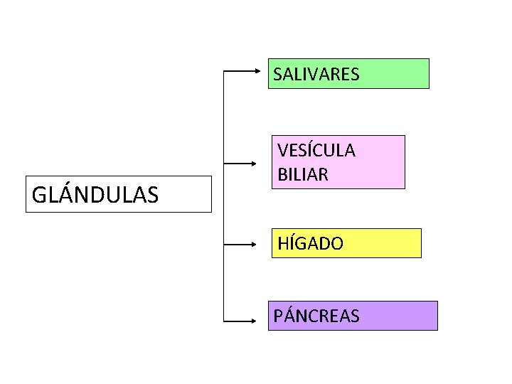 SALIVARES GLÁNDULAS VESÍCULA BILIAR HÍGADO PÁNCREAS SALIVARES GLÁNDULAS VESÍCULA BILIAR HÍGADO PÁNCREAS