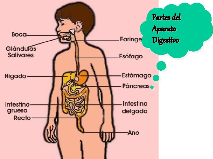 Partes del Aparato Digestivo Partes del Aparato Digestivo