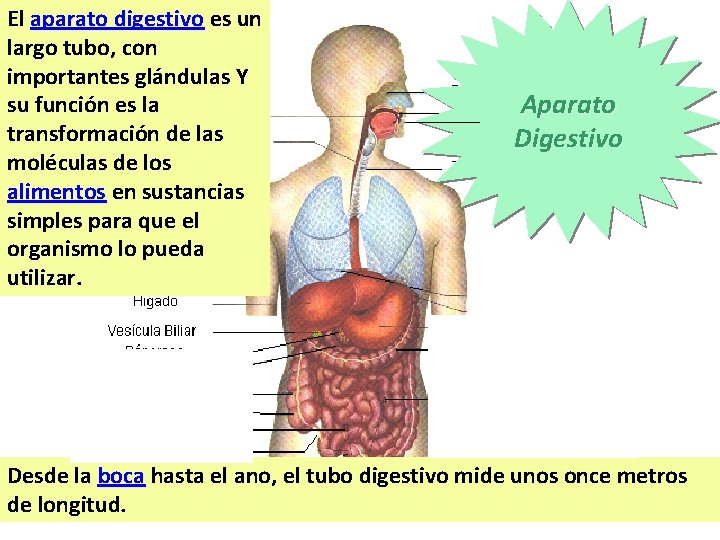 El aparato digestivo es un largo tubo, con importantes glándulas Y su función es El aparato digestivo es un largo tubo, con importantes glándulas Y su función es