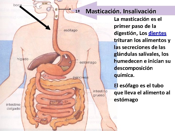 1º Masticación. Insalivación La masticación es el primer paso de la digestión, Los dientes 1º Masticación. Insalivación La masticación es el primer paso de la digestión, Los dientes