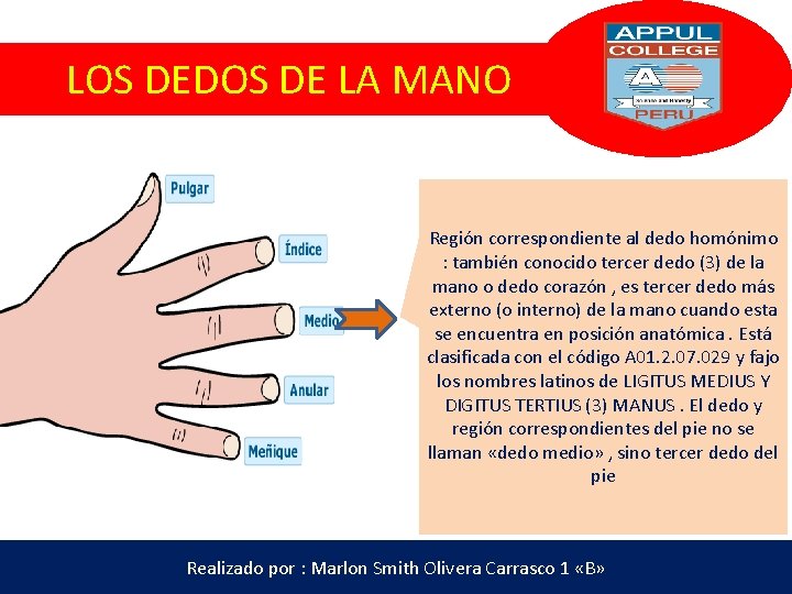 LOS DEDOS DE LA MANO Región correspondiente al dedo homónimo : también conocido tercer