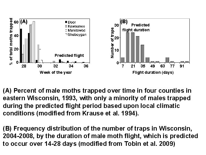 (A) Number of traps % of total moths trapped 60 40 20 Predicted flight