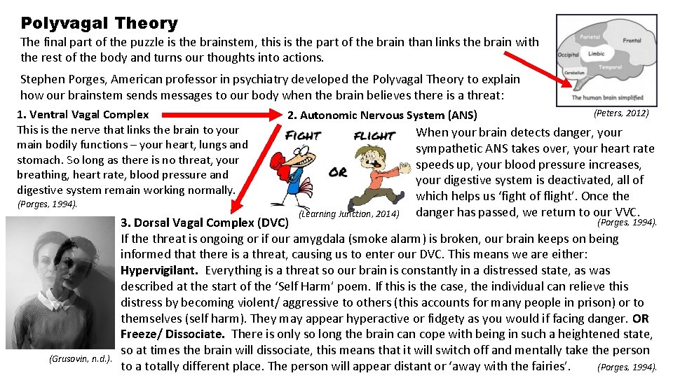 Polyvagal Theory The final part of the puzzle is the brainstem, this is the