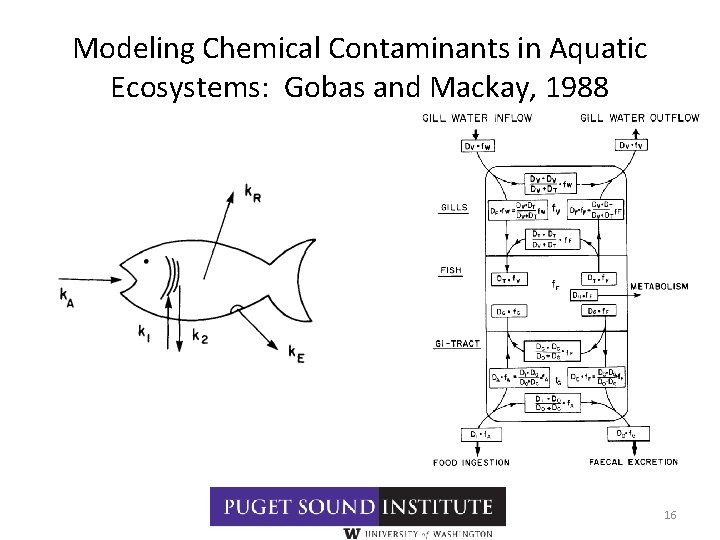 Modeling Chemical Contaminants in Aquatic Ecosystems: Gobas and Mackay, 1988 16 