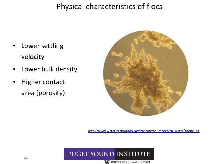 Physical characteristics of flocs • Lower settling velocity • Lower bulk density • Higher