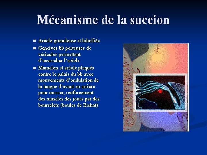 Mécanisme de la succion n Aréole granuleuse et lubrifiée Gencives bb porteuses de vésicules