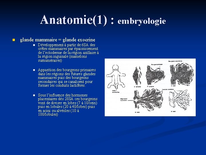 Anatomie(1) : embryologie n glande mammaire = glande exocrine n Développement à partir de
