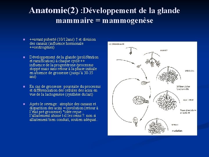 Anatomie(2) : Développement de la glande mammaire = mammogenèse n ++avant puberté (10/12 ans):