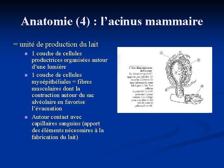 Anatomie (4) : l’acinus mammaire = unité de production du lait n n n