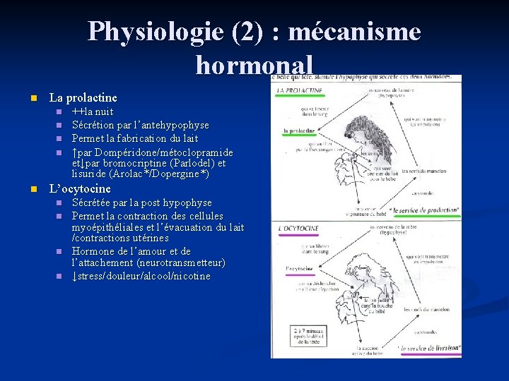 Physiologie (2) : mécanisme hormonal n La prolactine n n n ++la nuit Sécrétion