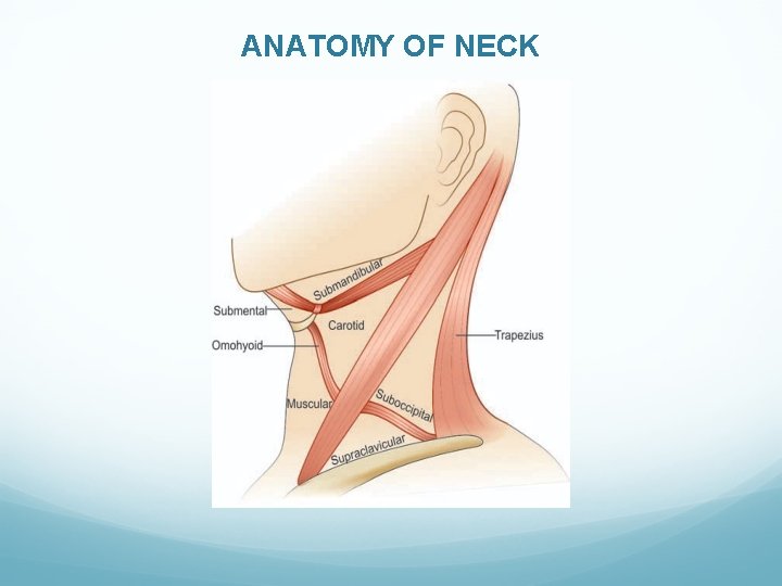 ANATOMY OF NECK 