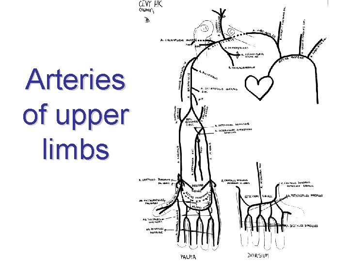 Arteries of upper limbs 