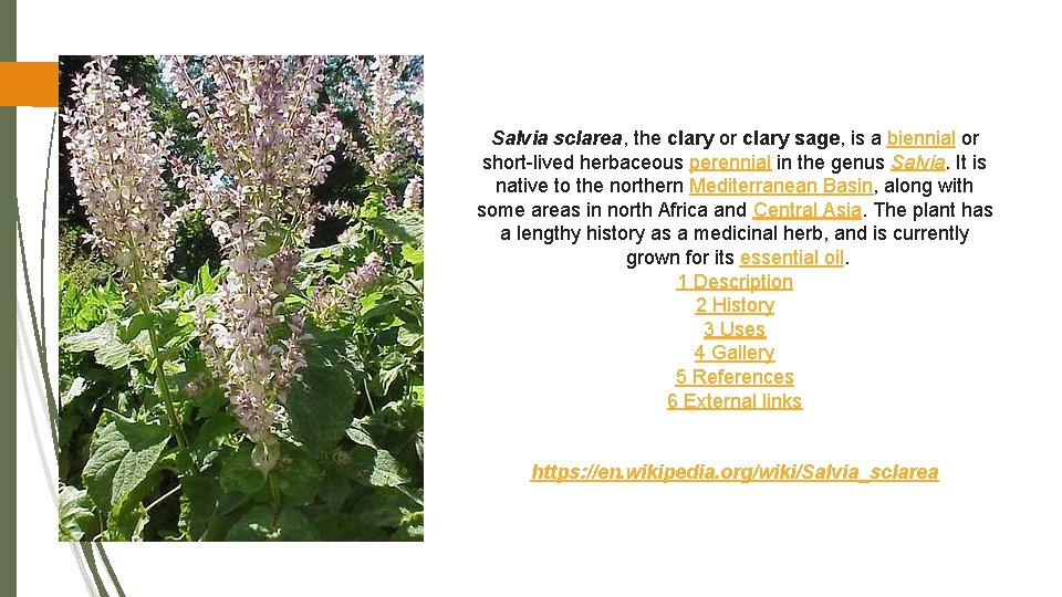 Salvia sclarea, the clary or clary sage, is a biennial or short-lived herbaceous perennial
