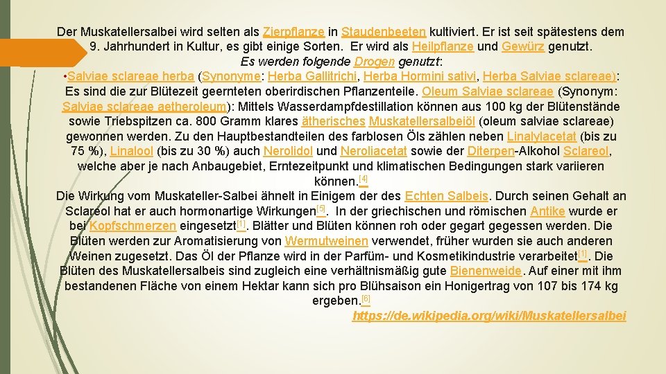 Der Muskatellersalbei wird selten als Zierpflanze in Staudenbeeten kultiviert. Er ist seit spätestens dem