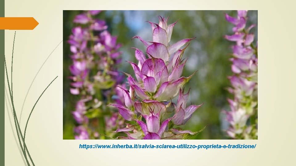 https: //www. inherba. it/salvia-sclarea-utilizzo-proprieta-e-tradizione/ 