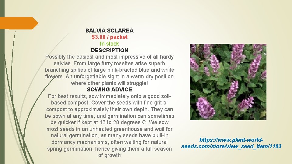 SALVIA SCLAREA $3. 68 / packet In stock DESCRIPTION Possibly the easiest and most