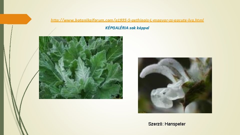 http: //www. botanikaiforum. com/g 1935 -S-aethiopis-L-magyar-zs-aacute-lya. html KÉPGALÉRIA sok képpel Szerző: Hanspeter 
