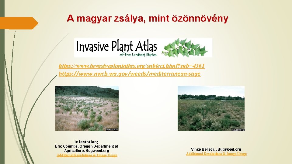 A magyar zsálya, mint özönnövény https: //www. invasiveplantatlas. org/subject. html? sub=4361 https: //www. nwcb.