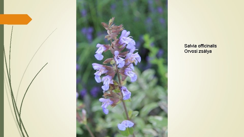 Salvia officinalis Orvosi zsálya 