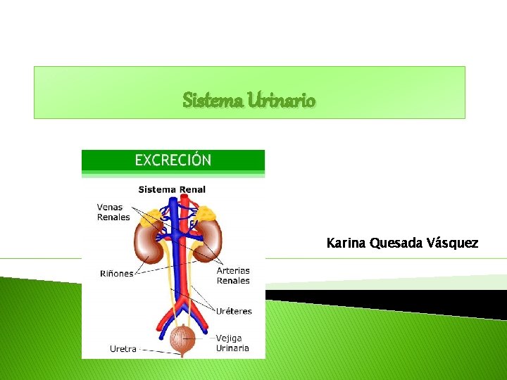 Sistema Urinario Karina Quesada Vásquez 