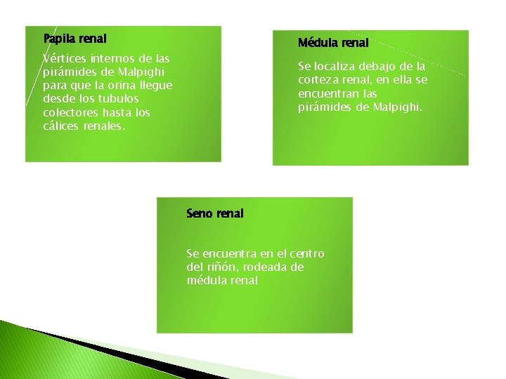 Papila renal Médula renal Vértices internos de las pirámides de Malpighi para que la
