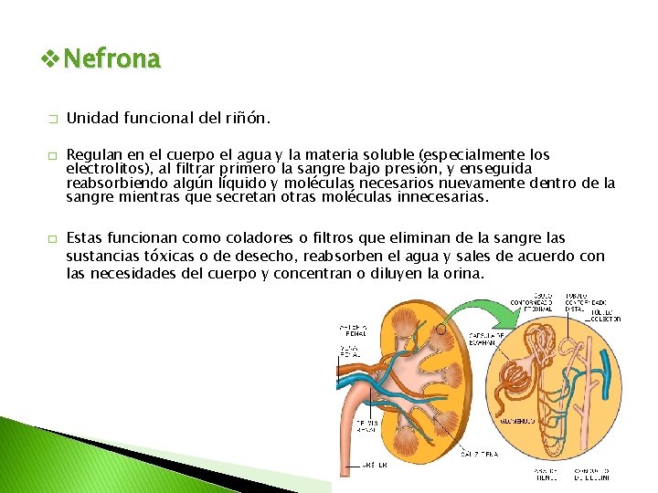 v. Nefrona � � � Unidad funcional del riñón. Regulan en el cuerpo el