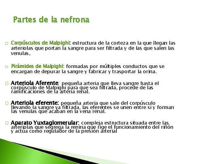Partes de la nefrona � � Corpúsculos de Malpighi: estructura de la corteza en