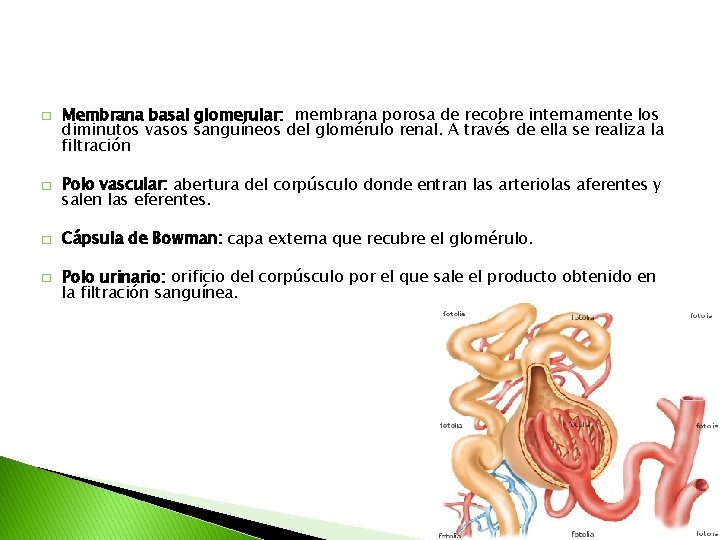 � � Membrana basal glomerular: membrana porosa de recobre internamente los diminutos vasos sanguíneos