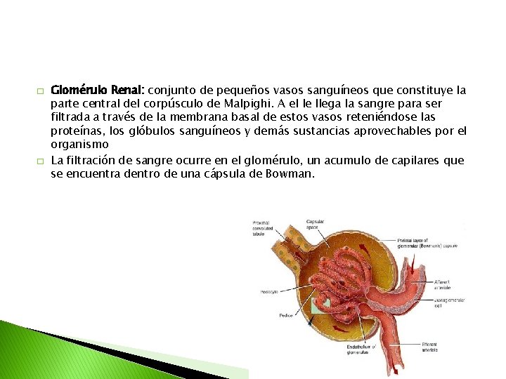 � � Glomérulo Renal: conjunto de pequeños vasos sanguíneos que constituye la parte central