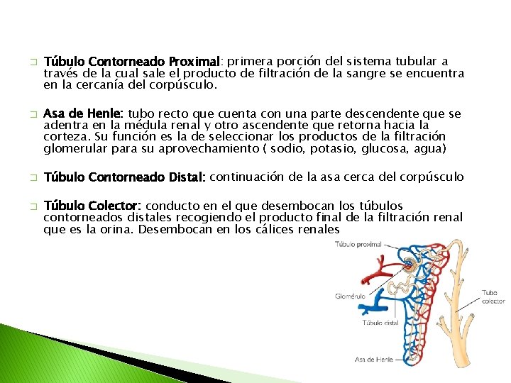 � � Túbulo Contorneado Proximal: primera porción del sistema tubular a través de la