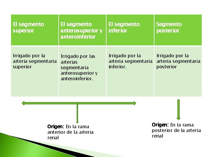 El segmento superior El segmento anterosuperior y anteroinferior Irrigado por las arteria segmentaria arterias