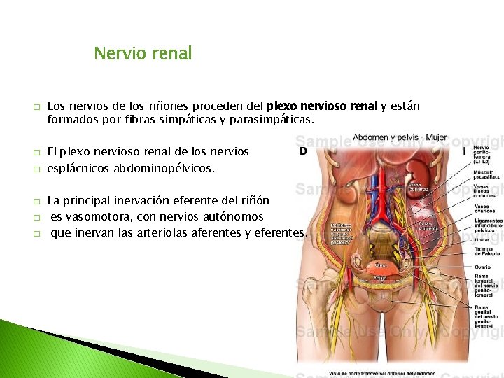 Nervio renal � � � Los nervios de los riñones proceden del plexo nervioso