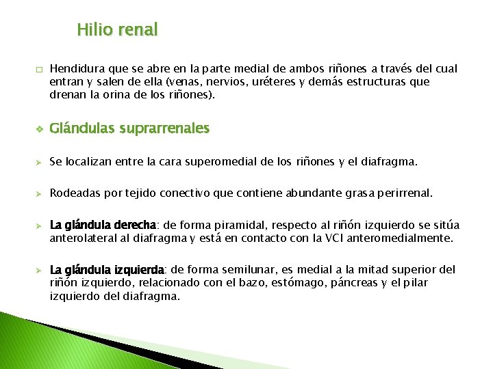 Hilio renal � Hendidura que se abre en la parte medial de ambos riñones