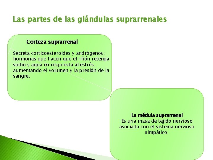 Las partes de las glándulas suprarrenales Corteza suprarrenal Secreta corticoesteroides y andrógenos; hormonas que