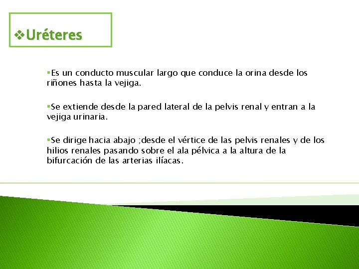 v. Uréteres §Es un conducto muscular largo que conduce la orina desde los riñones