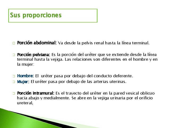 Sus proporciones � � � Porción abdominal: Va desde la pelvis renal hasta la