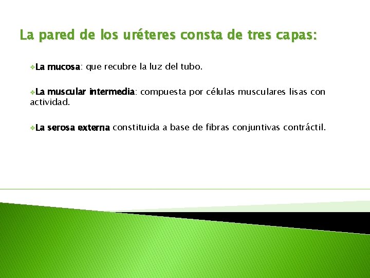 La pared de los uréteres consta de tres capas: v. La mucosa: que recubre