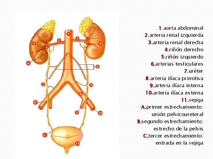1. aorta abdominal 2. arteria renal izquierda 3. arteria renal derecha 4. riñón derecho