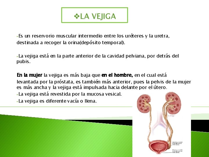 v. LA VEJIGA §Es un reservorio muscular intermedio entre los uréteres y la uretra,