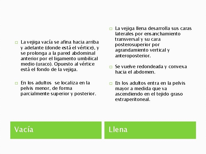 � � � La vejiga vacía se afina hacia arriba y adelante (donde está
