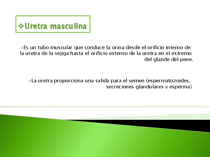 v. Uretra masculina ØEs un tubo muscular que conduce la orina desde el orificio